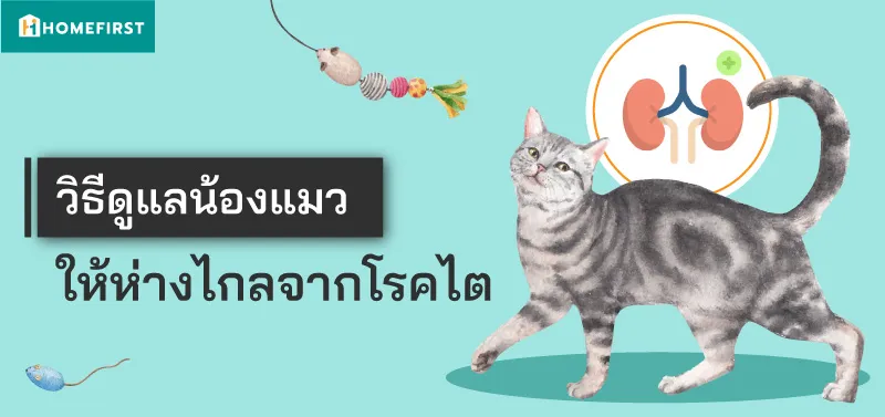วิธี ดูแลแมวป่วยโรคไต